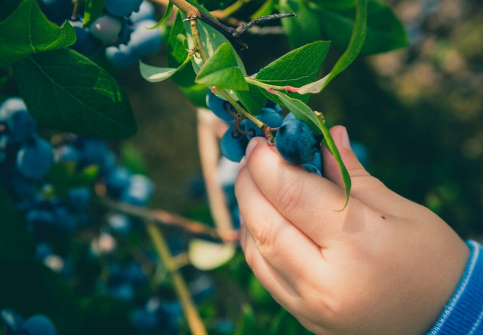 Hands picking blueberries