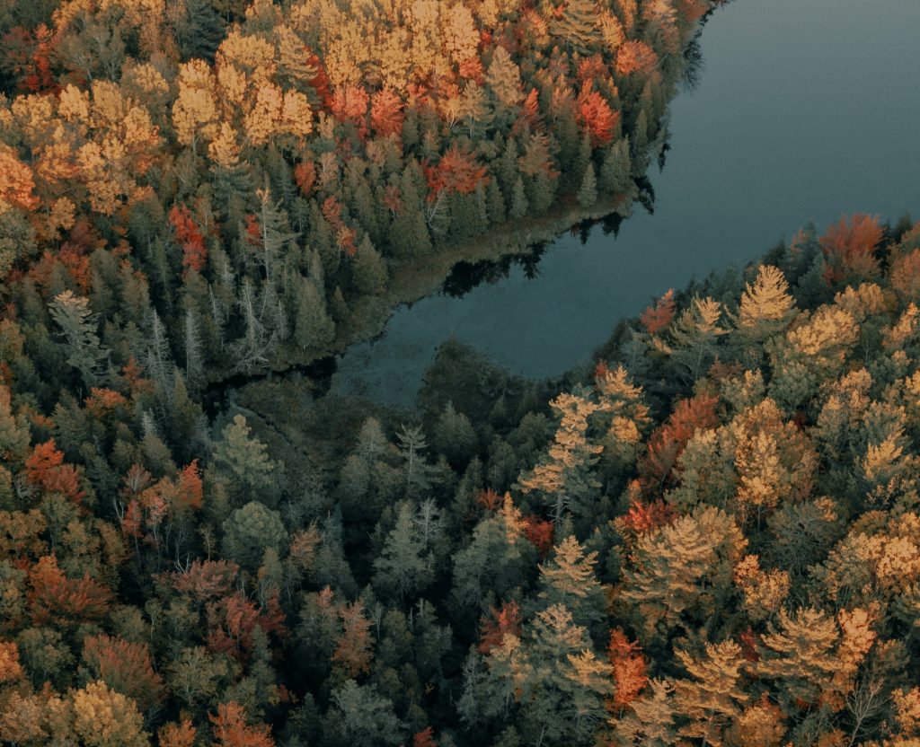 A forest in fall